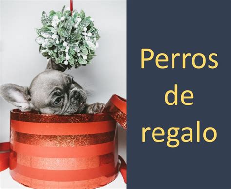 regalo loro por no poder atender|Regalo canarios: ¡oportunidad única por falta de tiempo!